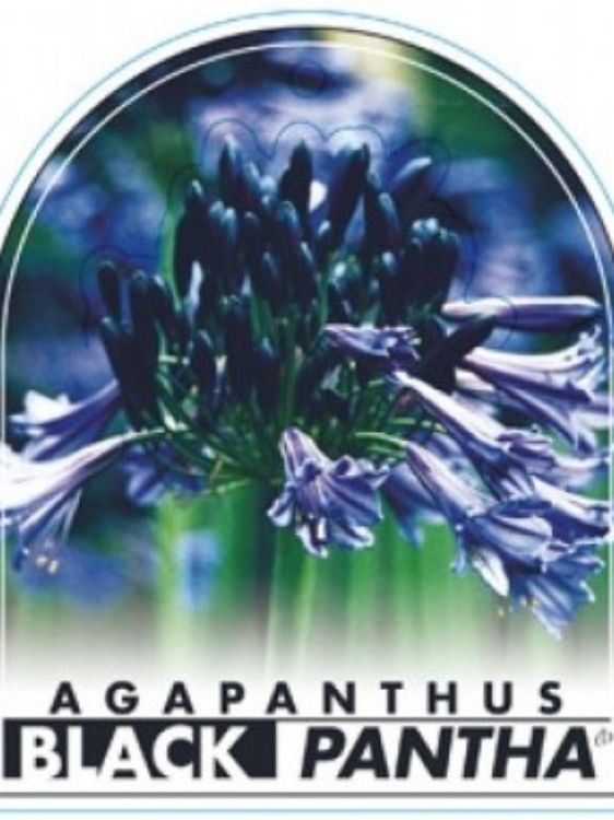 Agapanthus hybrida Black Pantha. Common name - Lily of the Nile, African Lily