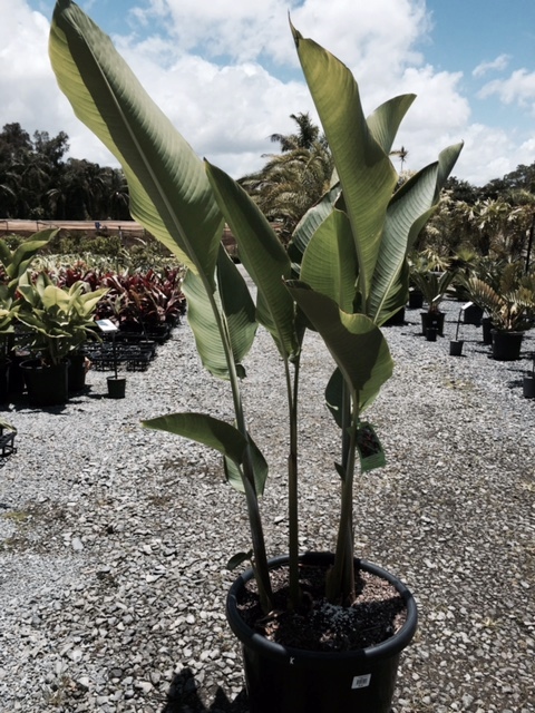 Heliconia bihai caribaea Kawauchi | Wholesale Nursery - Nurseries in ...