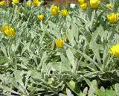 Gazania tomentosa. Common name - Silver Leaf Gazania