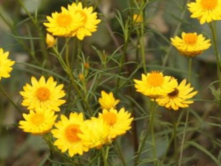 Xerochrysum viscosum. Common name - Sticky Everlasting, Sticky Strawflower