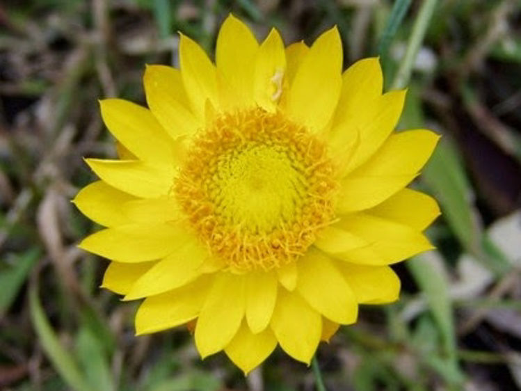 Xerochrysum viscosum. Common name - Sticky Everlasting, Sticky Strawflower