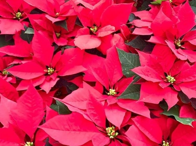 Euphorbia pulcherrima Red. Common name - Poinsettia