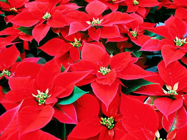 Euphorbia pulcherrima Red. Common name - Poinsettia
