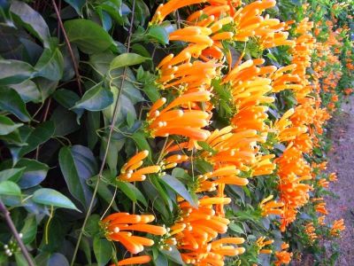 Pyrostegia venusta. Common name - Orange Trumpet Creeper