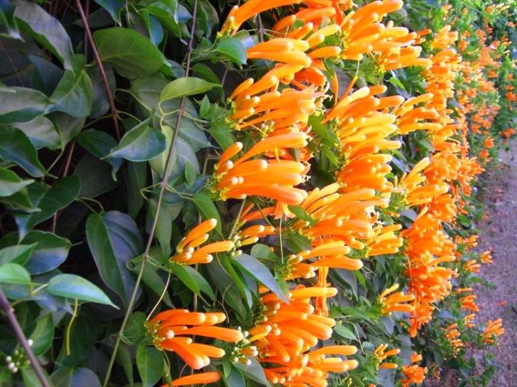Pyrostegia venusta. Common name - Orange Trumpet Creeper