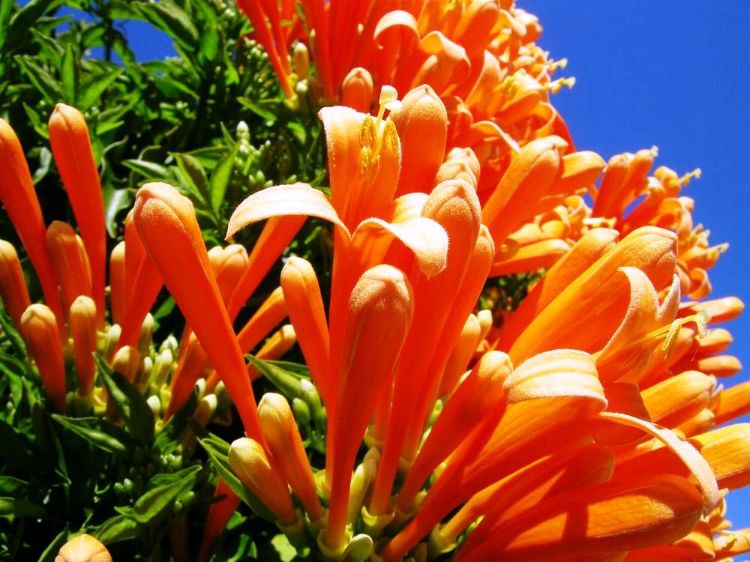 Pyrostegia venusta. Common name - Orange Trumpet Creeper