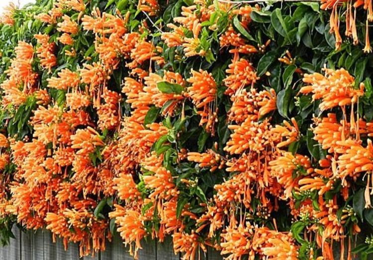 Pyrostegia venusta. Common name - Orange Trumpet Creeper