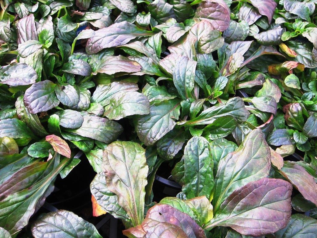 Ajuga reptans | Wholesale Nursery - Nurseries in Melbourne & Brisbane ...