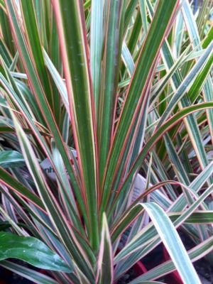Dracaena marginata Tricolor. Common name - Madagascar Dragon Tree