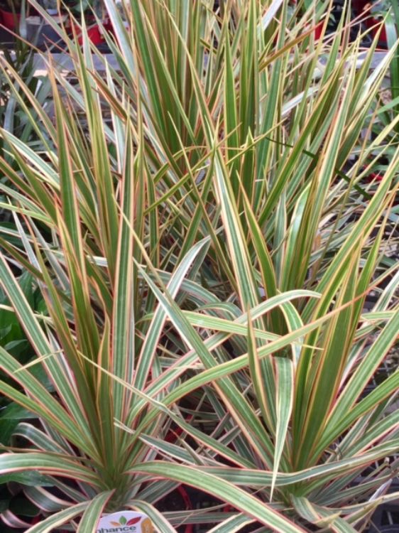 Dracaena marginata Tricolor. Common name - Madagascar Dragon Tree