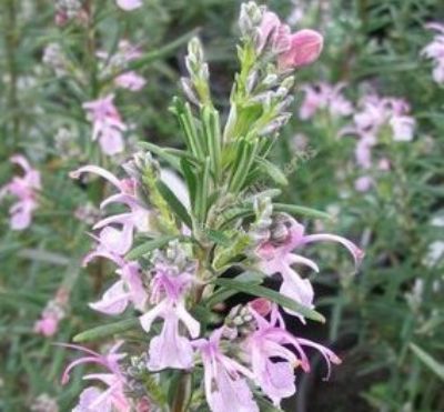 Rosmarinus officinalis Pink Remembrance. Common name - Rosemary