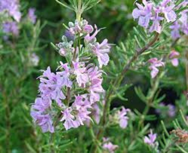 Rosmarinus officinalis Pink Remembrance. Common name - Rosemary