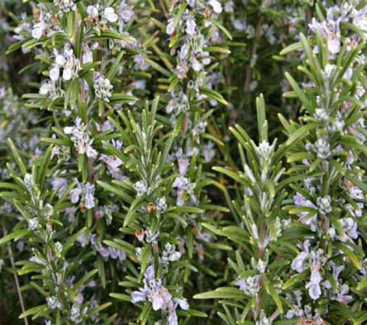 Rosmarinus officinalis Pink Remembrance. Common name - Rosemary