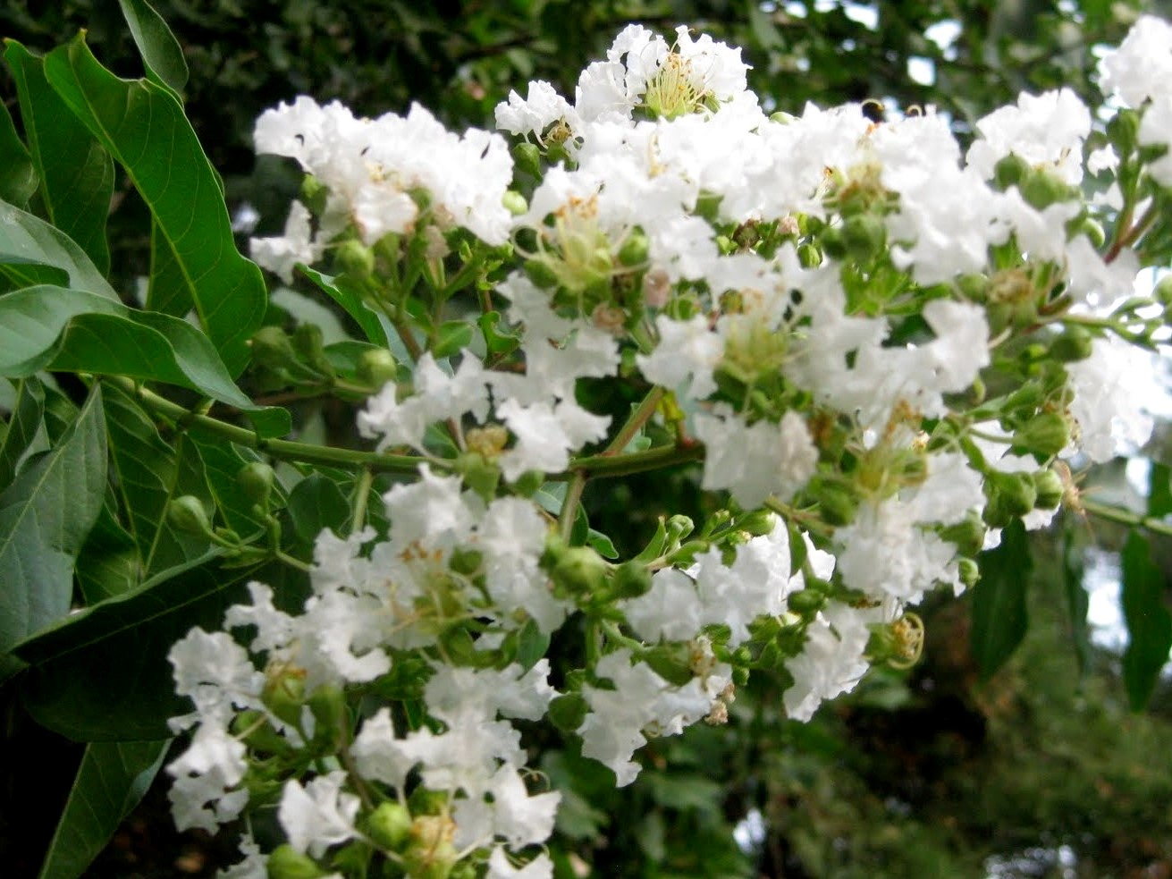 Lagerstroemia Indica Albury White Wholesale Nursery Nurseries In 