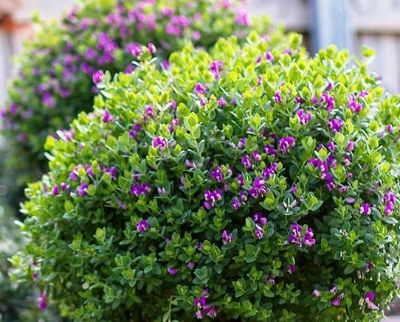 Polygala myrtifolia oppositifolia Little Bibi. Common name - Dwarf Sweet Pea Shrub