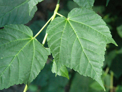 Acedav-1