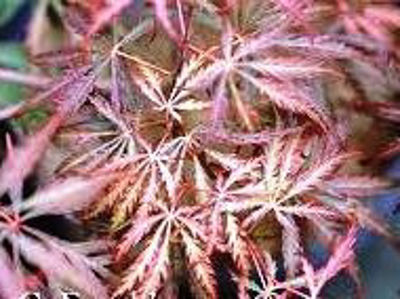 AcepalDHe-1
