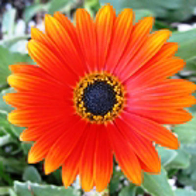 Arctotis hybrida Hannah. Common name - African Daisy, ARCHNAH
