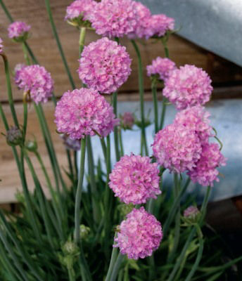 Armeria alpina Bees Pink. Common name - Alpine Thrift
