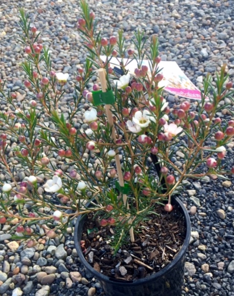Chamelaucium uncinatum Revelation | Wholesale Nursery - Nurseries in ...