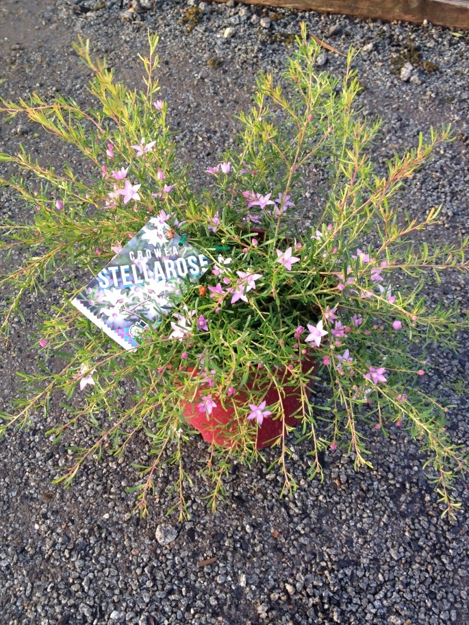 Crowea exalata Stellarose | Wholesale Nursery - Nurseries in Melbourne ...