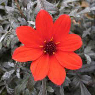 Dahlia hybrida Mystic Enchantment. Common name - Dahlia