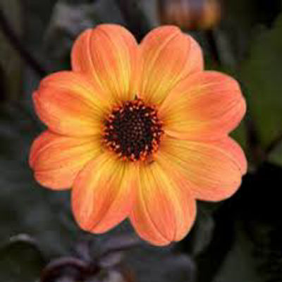 Dahlia hybrida Mystic Haze. Common name - Dahlia