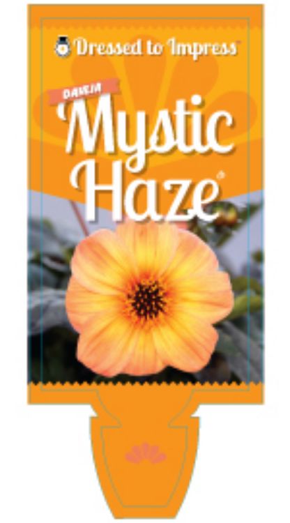 Dahlia hybrida Mystic Haze. Common name - Dahlia