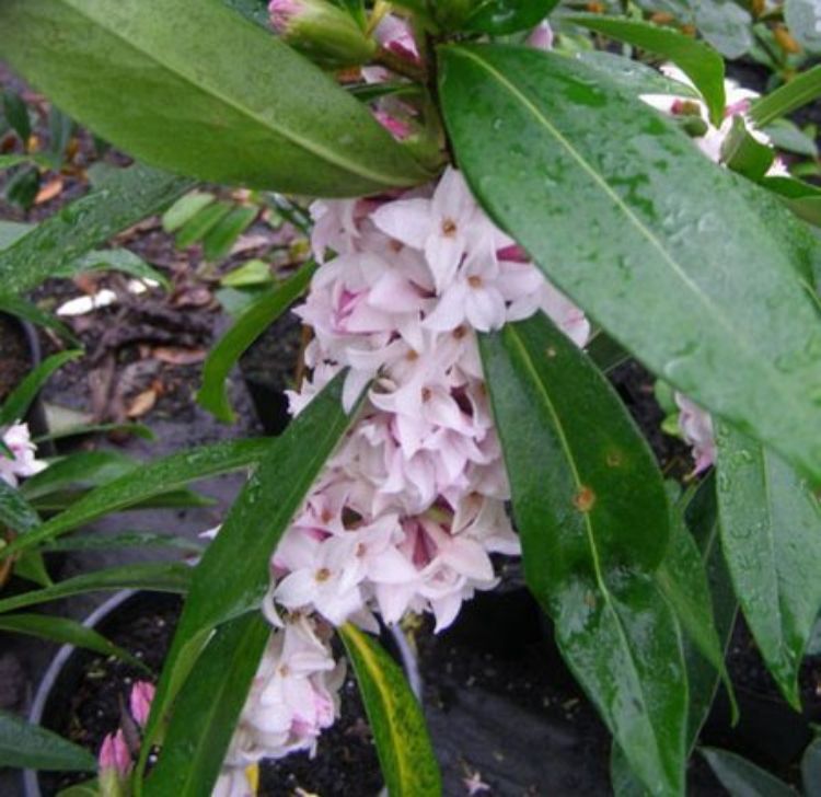 Daphne odora bholua Perfume Princess. Common name - Winter Daphne, DAPJUR01