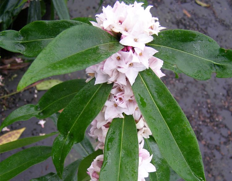 Daphne odora bholua Perfume Princess. Common name - Winter Daphne, DAPJUR01