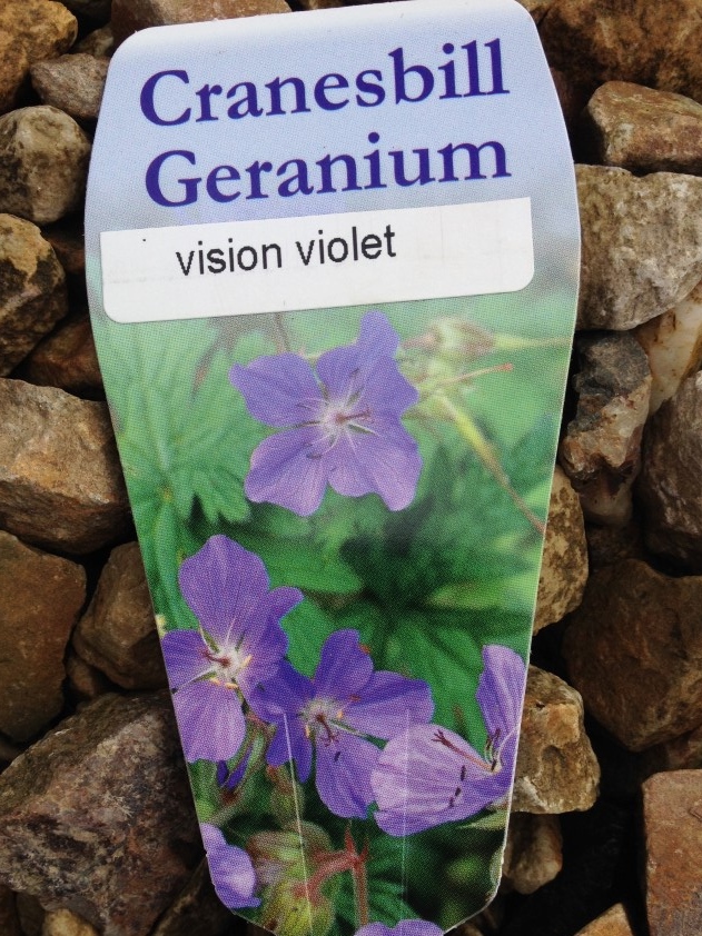 Geranium sanguineum Vision Violet | Wholesale Nursery - Nurseries in ...