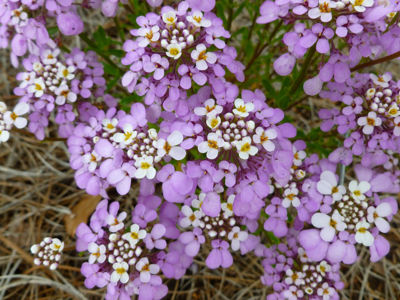 Iberis gibraltarica Lavish. Common name - Gibraltar Candytuft