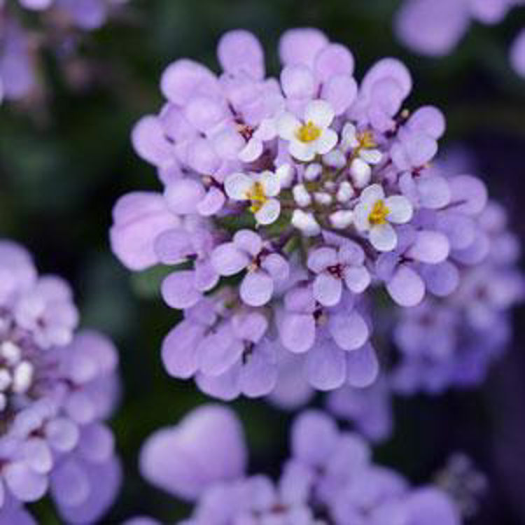 Iberis gibraltarica Lavish. Common name - Gibraltar Candytuft