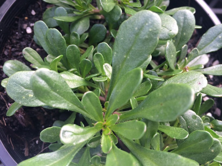Iberis gibraltarica Lavish. Common name - Gibraltar Candytuft