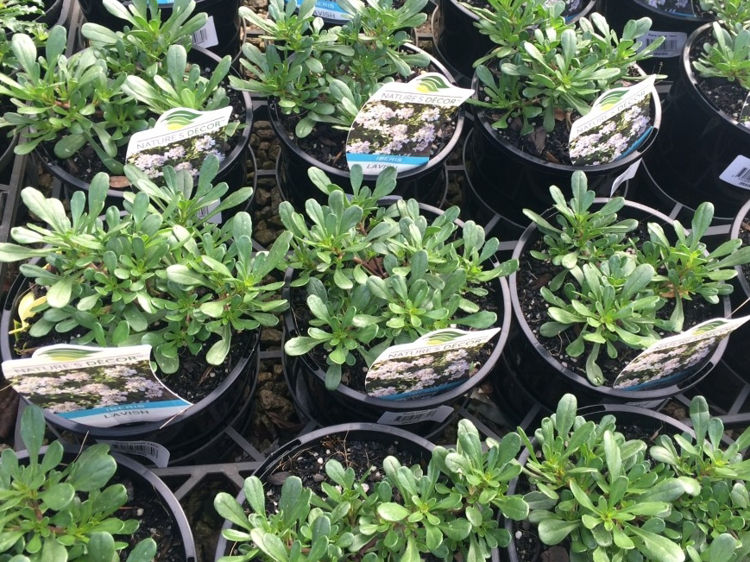Iberis gibraltarica Lavish. Common name - Gibraltar Candytuft
