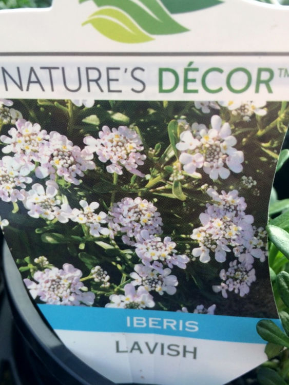 Iberis gibraltarica Lavish. Common name - Gibraltar Candytuft