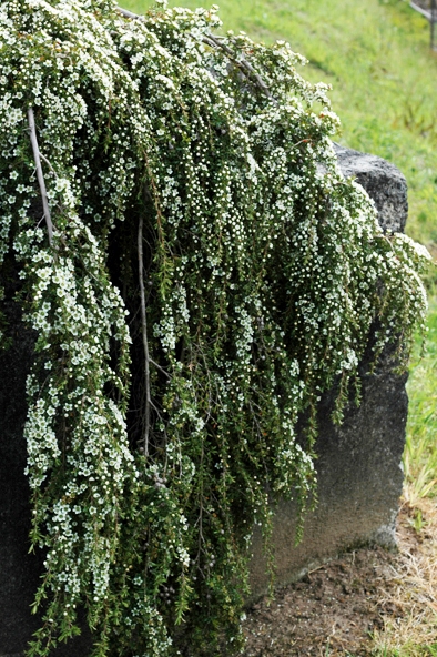 Leptospermum hybrida Vertical Drop | Wholesale Nursery - Nurseries in ...