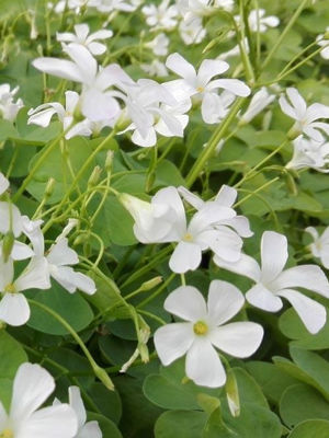 Oxalis crassipes Alba. Common name - White Wood Sorrel