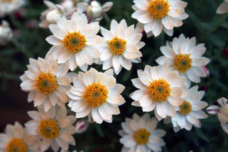 Rhodanthe anthemoides Southern Stars | Wholesale Nursery - Nurseries in ...
