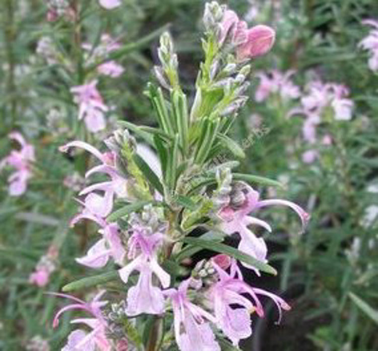 RosoffRo-4