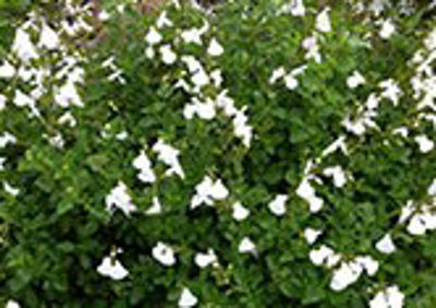 SalmicHG-1