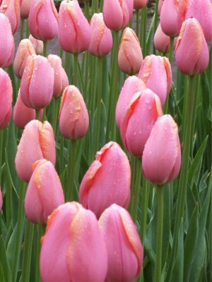 Tulipa hybrida Menton. Common name - Single Late Tulip