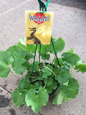 WasjapMaz-4