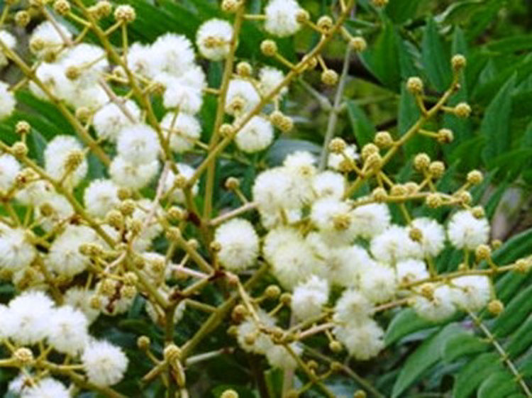 Acaela-2