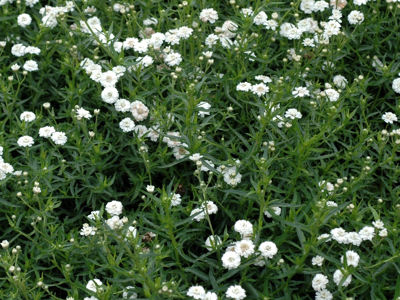 Achpta-1