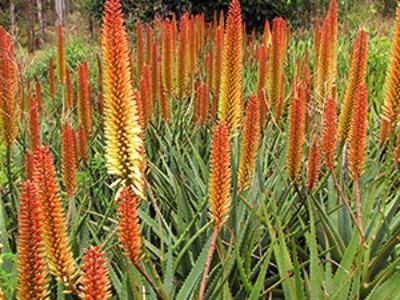 Aloe hybrida Tusker. Common name - LEO6074, Succulent
