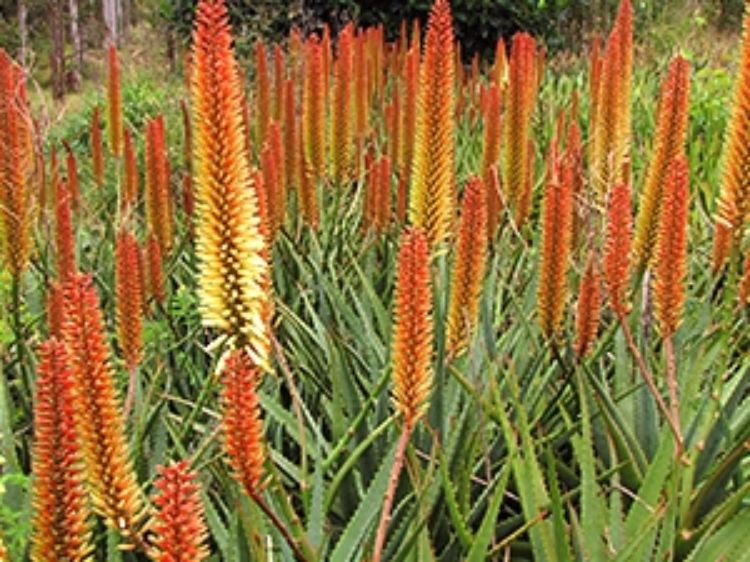 Aloe hybrida Tusker. Common name - LEO6074, Succulent