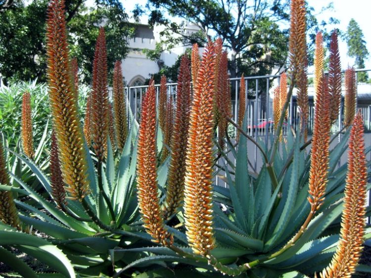 Aloe hybrida Tusker. Common name - LEO6074, Succulent