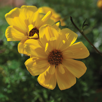 Bidens ferulifolia Goldilocks Rocks | Wholesale Nursery - Nurseries in ...