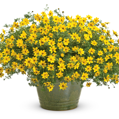Bidens ferulifolia Goldilocks Rocks | Wholesale Nursery - Nurseries in ...